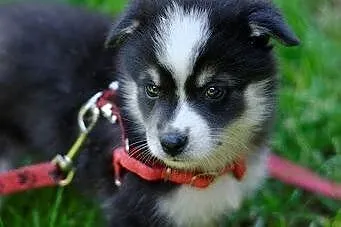 Abi - szczeniaczek husky - szuka swojego domu na z