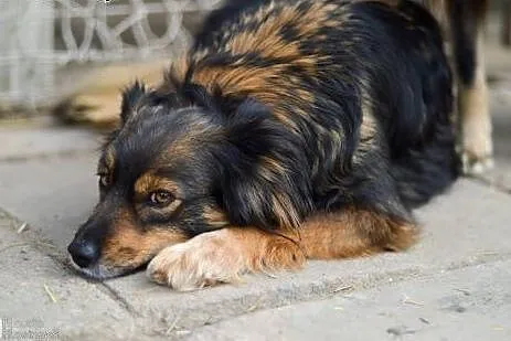 Niewielka, grzeczna Tosia,kochająca człowieka, wyj