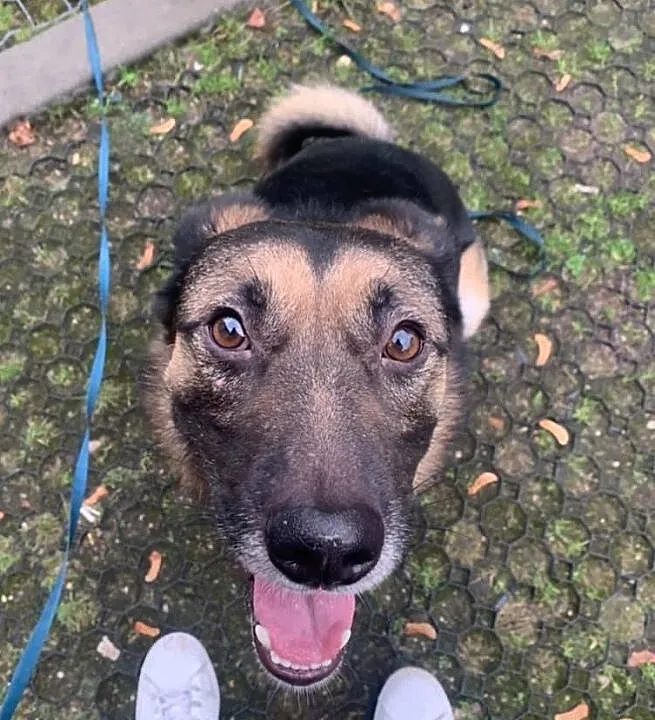 Piękny Borys i jego orzechowe oczka polecają się do adopcji:), Łódzkie, Łódź