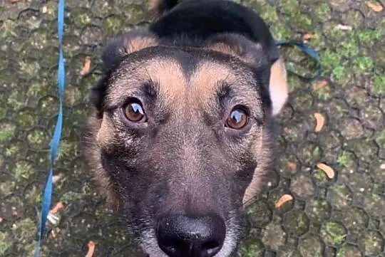 Piękny Borys i jego orzechowe oczka polecają się do adopcji:), Łódzkie, Łódź