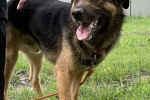 Piękny Borys i jego orzechowe oczka polecają się do adopcji:), Łódzkie, Łódź