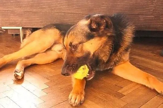 Piękny Borys i jego orzechowe oczka polecają się do adopcji:), Łódzkie, Łódź