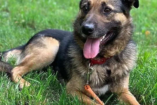 Piękny Borys i jego orzechowe oczka polecają się do adopcji:), Łódzkie, Łódź