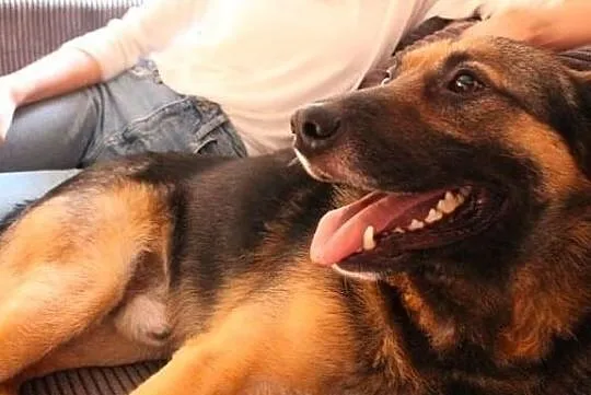 Piękny Borys i jego orzechowe oczka polecają się do adopcji:), Łódzkie, Łódź