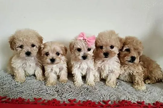 Śliczna maltipoo, Podkarpackie, Ropczyce