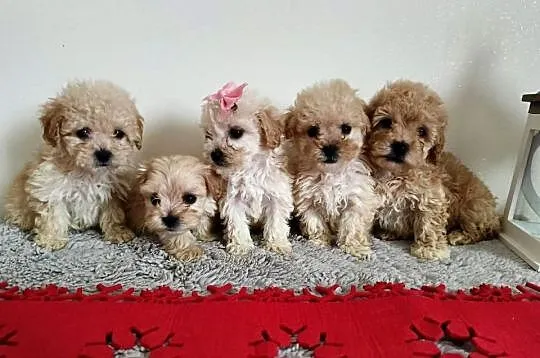 Śliczna maltipoo, Podkarpackie, Ropczyce