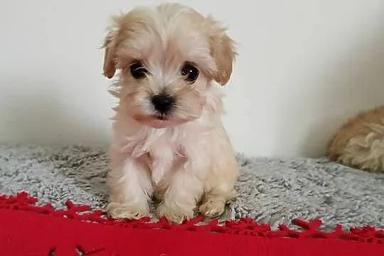 Śliczna maltipoo, Podkarpackie, Ropczyce
