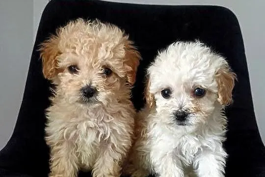 Śliczna maltipoo, Podkarpackie, Ropczyce