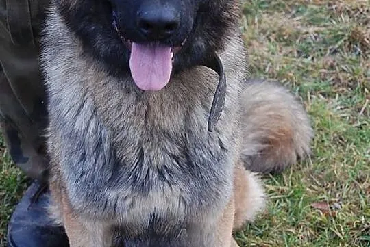 Samira, inteligentna suczka w typie owczarka użytkowego adopcja