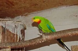 barabanda 1,0