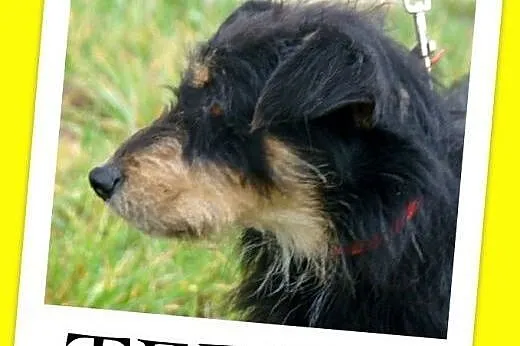 11 kg,rodzinny,łagodny,przyjazny,wesoły piesek TERIK.Adopcja,  małopolskie Kraków
