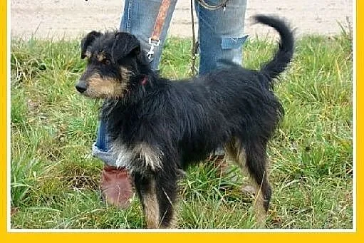 11 kg,rodzinny,łagodny,przyjazny,wesoły piesek TER