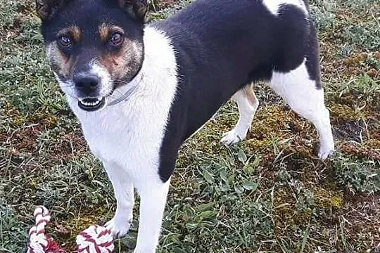 Młodziutka, nieduża suczka Hania szuka domu!