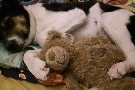 Młodziutka, nieduża suczka Hania szuka domu!