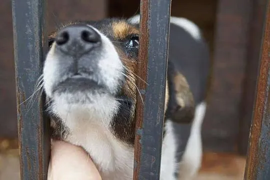 Młodziutka, nieduża suczka Hania szuka domu!