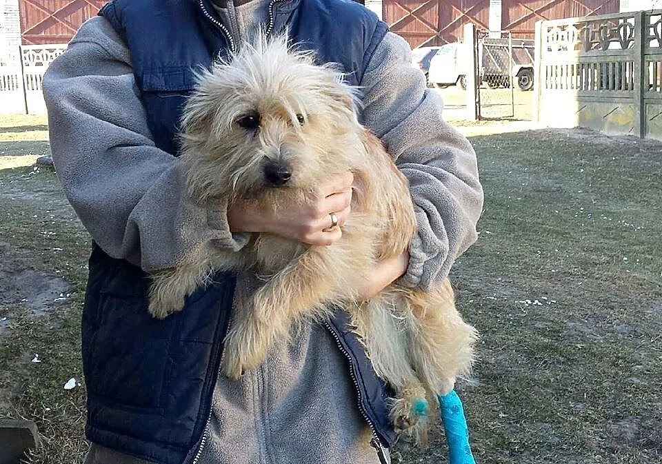 Miki - nieduży, śliczny kudłacz szuka PILNIE domu!