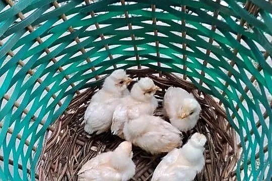 Siłka czubatka Wielbłądzia pisklęta tygodniowe, Podkarpackie, Suchorzów