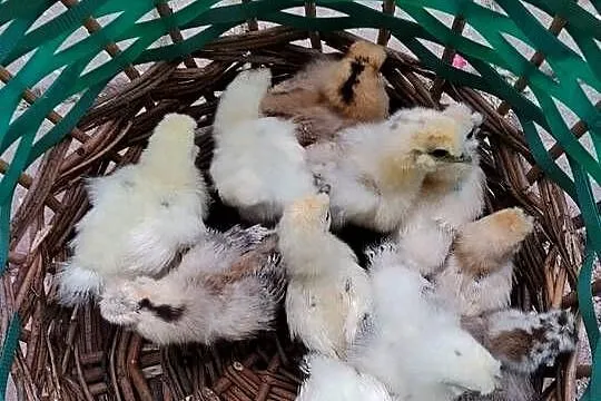 Siłka czubatka Wielbłądzia pisklęta tygodniowe, Podkarpackie, Suchorzów