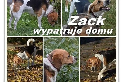 ZACK poszukuje swojego domku ,  Beagle cała Polska