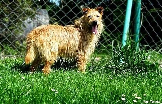 Gizmo - daj mu szansę! , małopolskie Tarnów