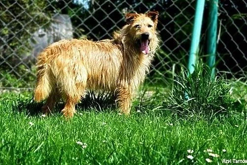 Gizmo - daj mu szansę! ,  małopolskie Tarnów