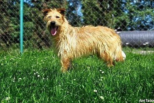 Gizmo - daj mu szansę! ,  małopolskie Tarnów