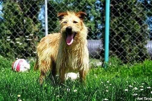 Gizmo - daj mu szansę! ,  małopolskie Tarnów