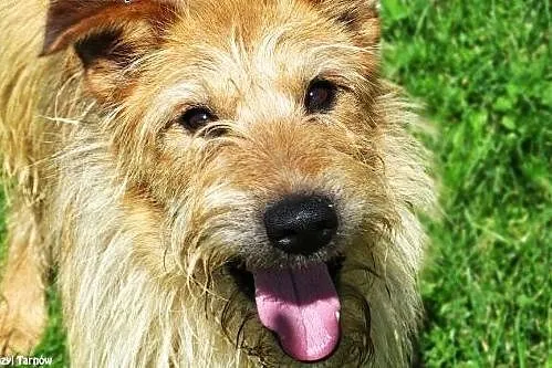 Gizmo - daj mu szansę! ,  małopolskie Tarnów