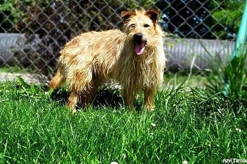 Gizmo - daj mu szansę! ,  małopolskie Tarnów
