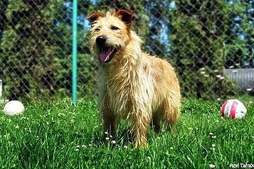 Gizmo - daj mu szansę! ,  małopolskie Tarnów