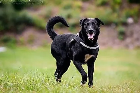 KUFEL-mix LABRADORA, MŁODY, niezwykle wdzięczny i 