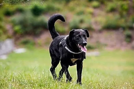 KUFEL-mix LABRADORA, MŁODY, niezwykle wdzięczny i 