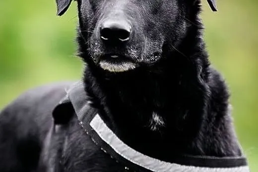 KUFEL-mix LABRADORA, MŁODY, niezwykle wdzięczny i 