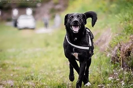KUFEL-mix LABRADORA, MŁODY, niezwykle wdzięczny i 