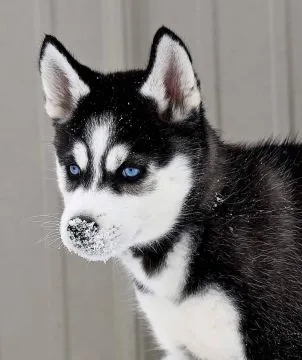 Urocze szczenięta syberyjskiego husky szukają kochającego i troskliwego domu., Łódzkie, Pabianice