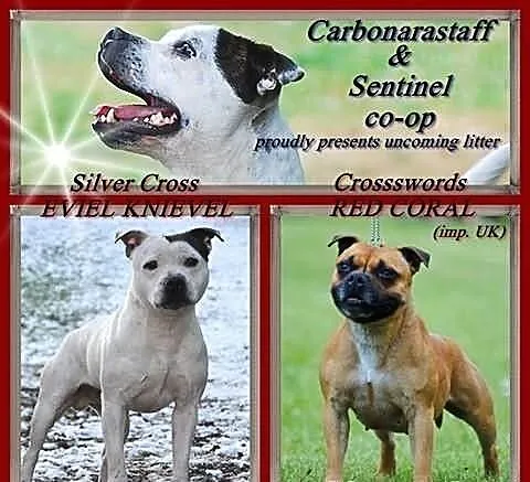 Sliczna ruda sunia staffik staffordshire bull terr