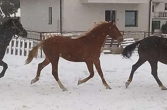 wezmę w dzierżawę, , 