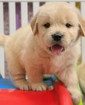 Szczenięta Golden Retriever płci męskiej i żeńskiej do nowych domów, , Wartowice