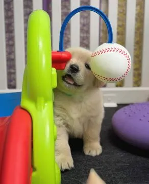Szczenięta Golden Retriever płci męskiej i żeńskiej do nowych domów, , Wartowice