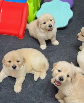 Szczenięta Golden Retriever płci męskiej i żeńskiej do nowych domów, , Wartowice