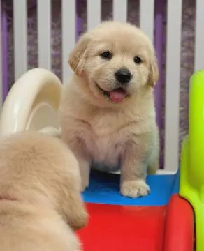 Szczenięta Golden Retriever płci męskiej i żeńskiej do nowych domów, , Wartowice