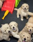 Szczenięta Golden Retriever płci męskiej i żeńskiej do nowych domów