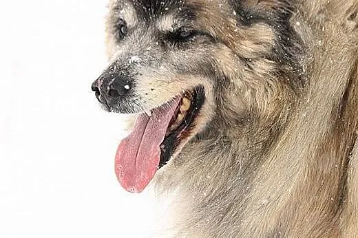 Piękny pies w typie szpica wilczastego, szuka domu