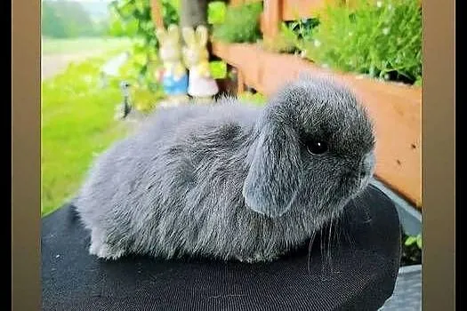 Mini lop karzełek Teddy lewek mini rex króliki miniaturki królik