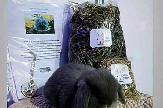 Mini lop karzełek Teddy lewek mini rex króliki miniaturki królik, Podkarpackie, Krosno