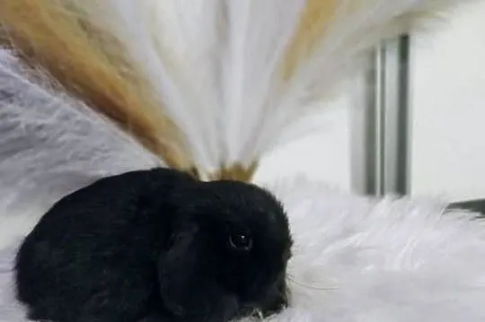 Mini lop karzełek Teddy lewek mini rex króliki miniaturki królik, Podkarpackie, Krosno