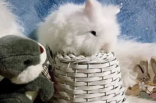 Mini lop karzełek Teddy lewek mini rex króliki miniaturki królik, Podkarpackie, Krosno