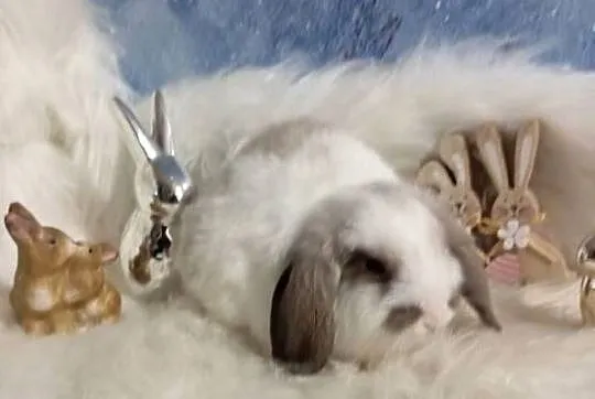 Mini lop karzełek Teddy lewek mini rex króliki miniaturki królik, Podkarpackie, Krosno