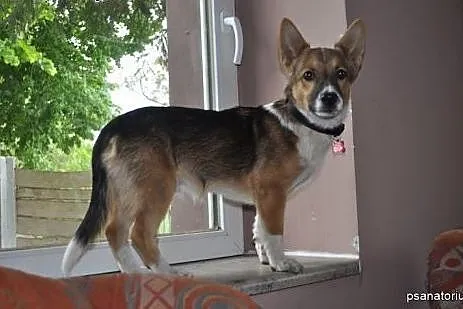 Skippi, psie dziecko szuka troskliwego i kochające