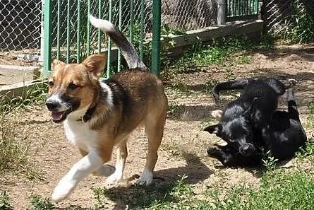 Skippi, psie dziecko szuka troskliwego i kochające